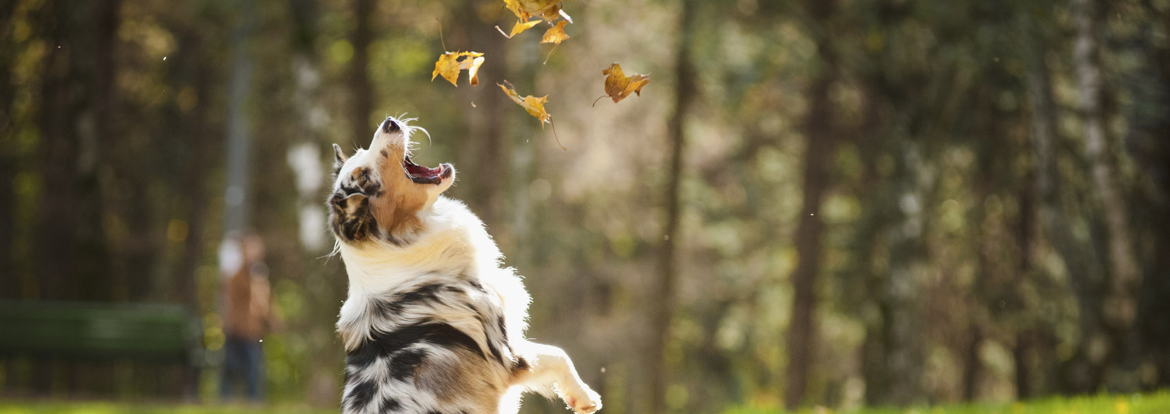 young merle Australian shepherd playing with leaves in autumn