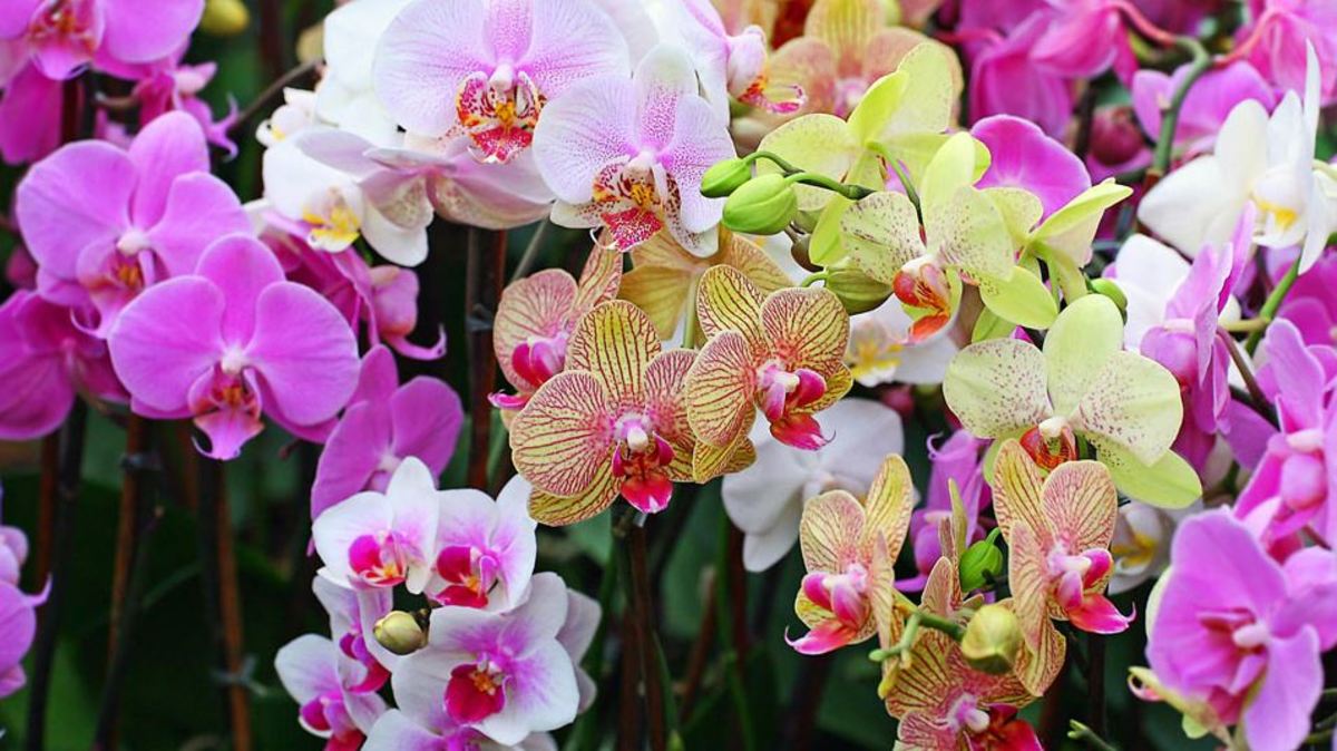 orchids-a-brief-history-of-the-fascinating-and-beautiful-plant