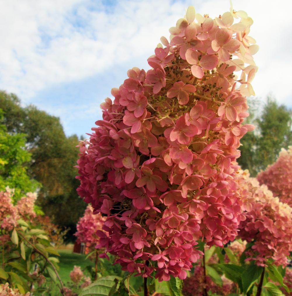 Image of Cone Hydrangea in Autumn