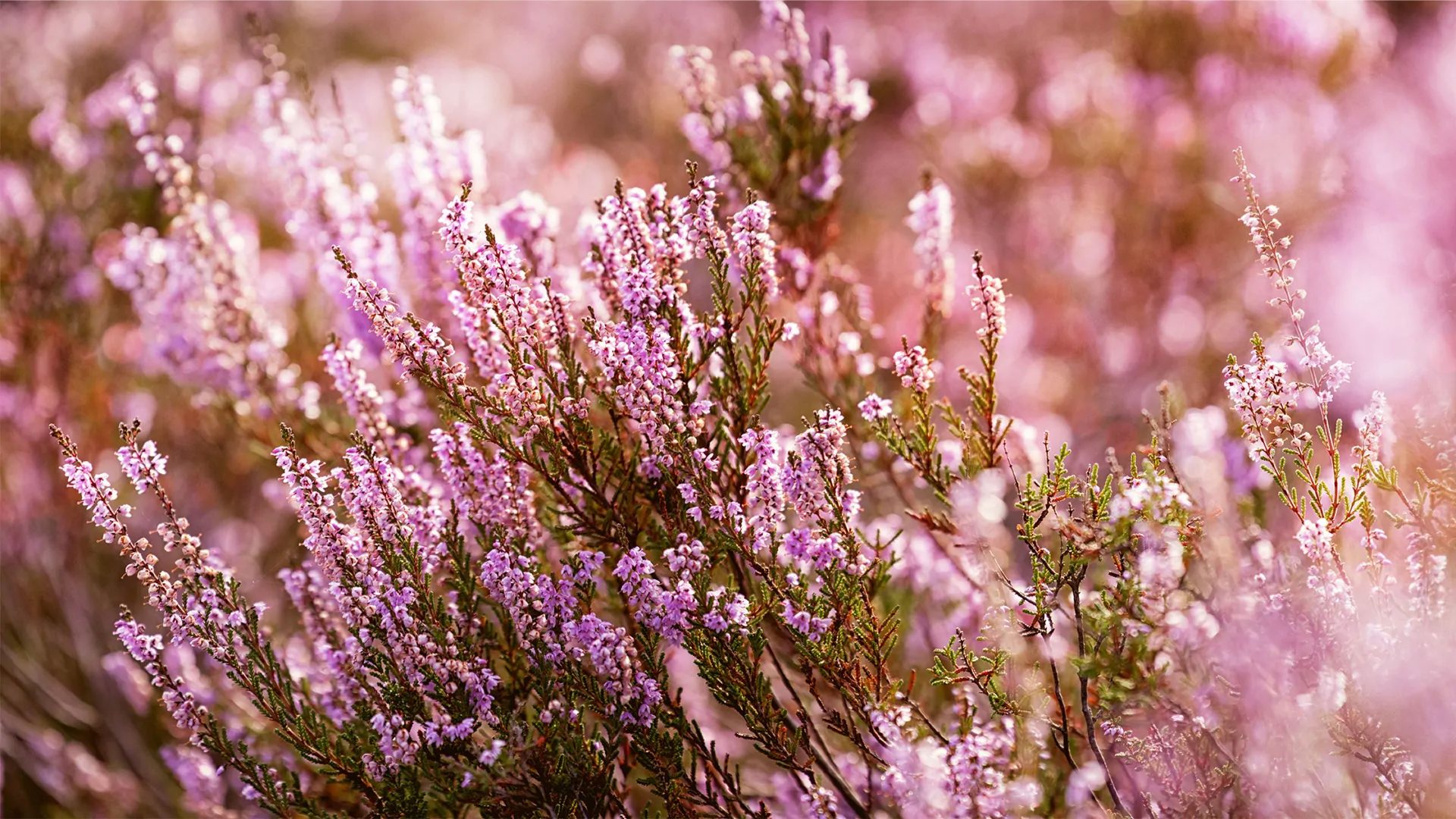 Plant Of The Month Heather Ransoms Garden Centre