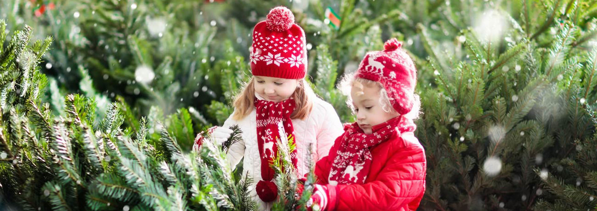 English-Gardens-Fresh-Christmas-Trees-In-Store copy