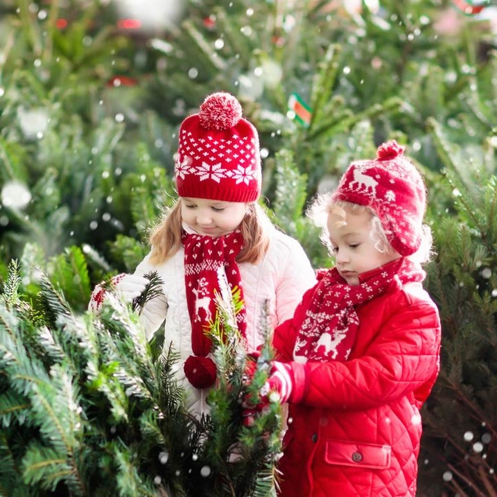 English-Gardens-Fresh-Christmas-Trees-In-Store-square