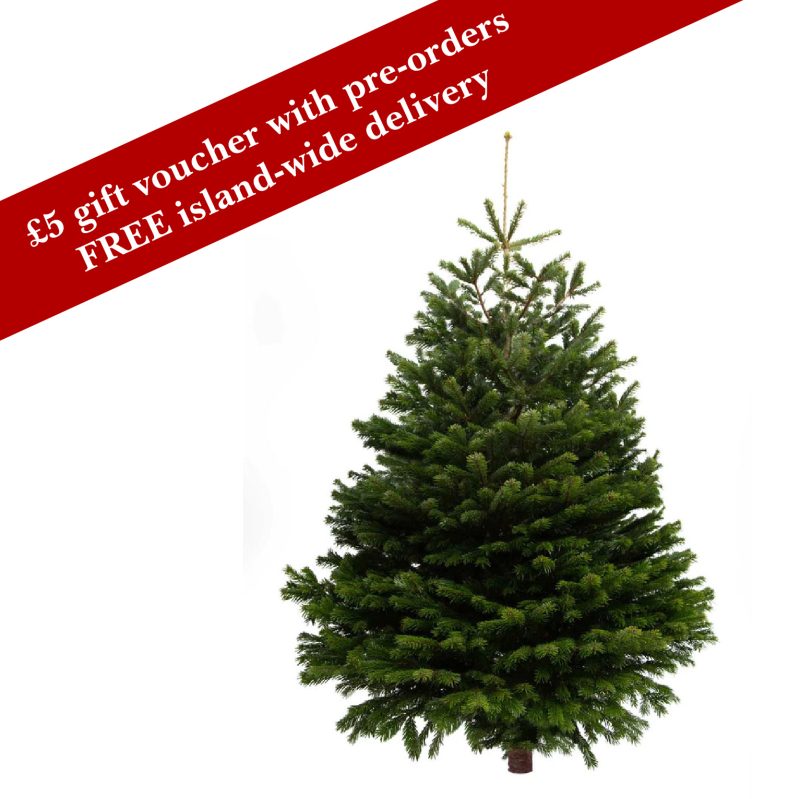 5.9 - 6.9ft | 180 - 210cm Nordmann Christmas Tree