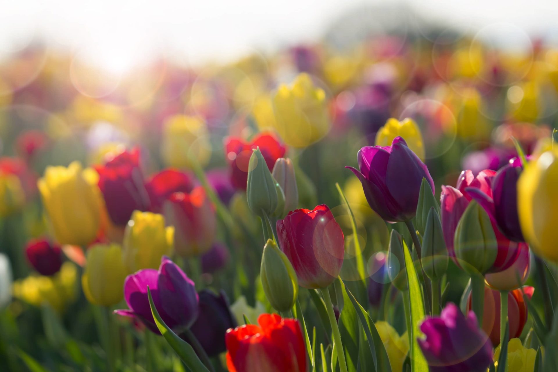 tulips_63594427