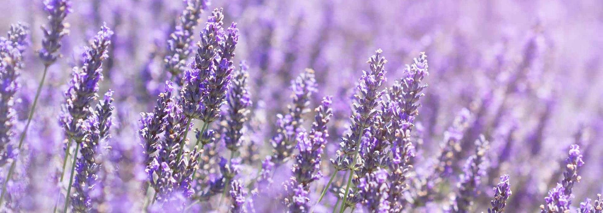 Blooming lavendera