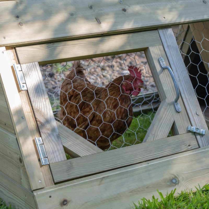 Small Starter Coop - Image 3