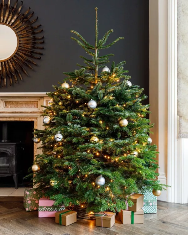 Nordmann-Firr-Cut-Christmas-Tree-Large_daf80d85c693d29819e6c0cca02c8af7